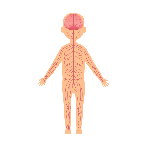 Sympathetic Nervous System